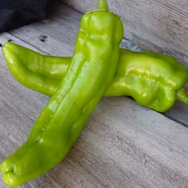 Sustainable Seed Company 30 Anaheim Hot Chili Pepper Plant Seeds, Non-GMO