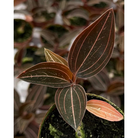 Jewel Orchid Live Plant in 3" Pot - Ludisia Discolor - Orchid Plant - Houseplant