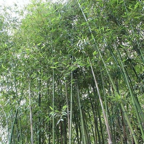 50 Giant Japanese Timber Bamboo Seeds – Fast-Growing Bamboo Grass Seeds for Privacy Screens & Tropical Landscaping – Outdoor Garden & Large Pots