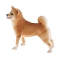 thumbnail image 2 of de modelo de animales de simulación, juguete educativo para niños, decoración , de , adornos para tartas , Amarillo Shiba Inu 11x3.7x9.8cm, 2 of 7