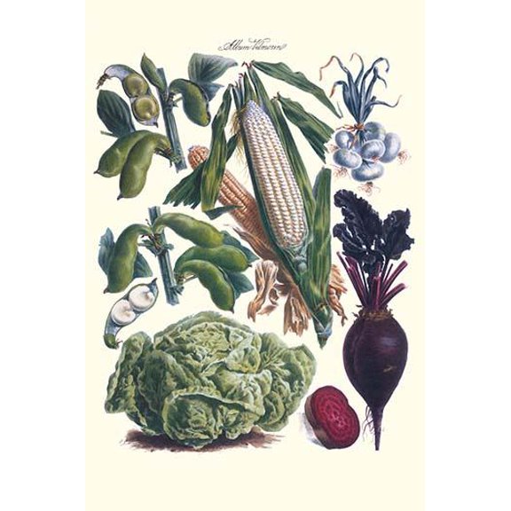 Vegetables; Corn, cabbage, beet, onion, & beans-Fine Art Canvas Print (20" x 30")