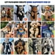 thumbnail image 4 of Pawaboo Mochila transportadora para mascotas, ajustable, frontal para mascotas, mochila transportadora para perros y gatos, bolsa de viaje, con las piernas afuera, fácil de ajustar para viajar, sender, 4 of 5