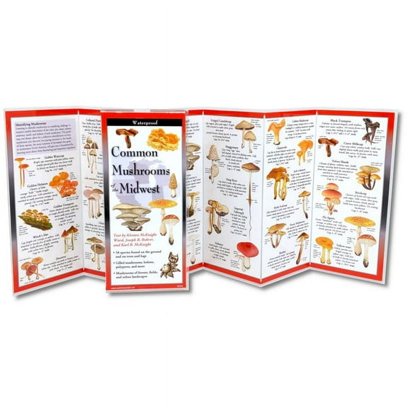 Common Mushrooms of the Midwest, (Hardcover)
