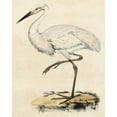 thumbnail image 2 of Unknown 12x14 Gold Ornate Wood Framed with Double Matting Museum Art Print Titled - Antique Heron III, 2 of 4