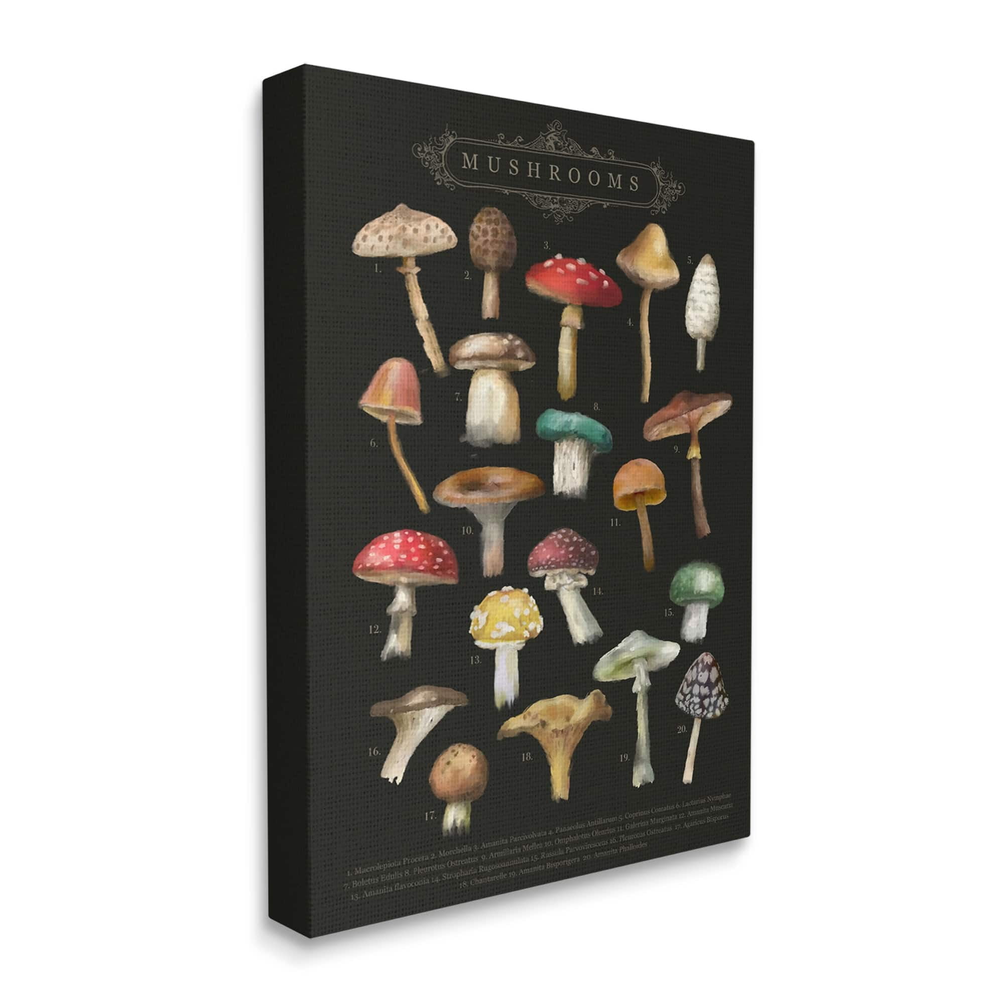 Stupell Industries Dark Informative Mushroom Chart Landscape Painting Gallery Wrapped Canvas Print Wall Art