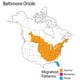 thumbnail image 1 of Wild Republic Audubon Birds Baltimore Oriole Peluche con Auténtico Sonido de Aves, Peluche Wild Republic WILD REPUBLIC, 1 of 2