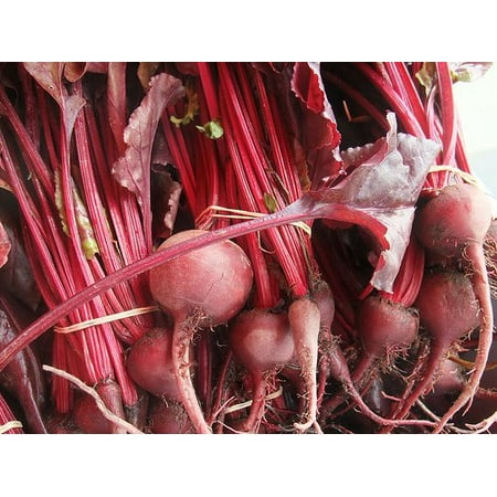 Beet Bulls Blood Great Heirloom Vegetable 500 Seeds