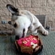 thumbnail image 4 of Pastel para perro Brownie 260 grs harina sabor pollo-verduras, 4 of 4