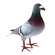 thumbnail image 5 of Mini pájaros falsos, palomas artificiales de espuma, simulación de palomas, adornos de palomas artificiales, animales, regalos de Pascua, decoración d 1 pieza estilo A, 5 of 8