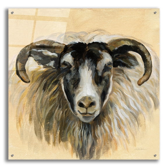 Epic Art 'Highland Animal Ram' by Silvia Vassileva, Acrylic Glass Wall Art, 36"x36"
