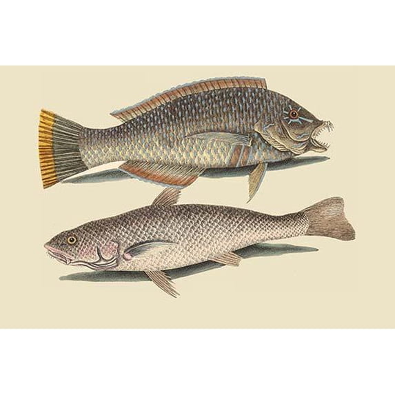 Pudding Wife Wrasse & Carolina Whiting-Fine Art Canvas Print (20" x 30")