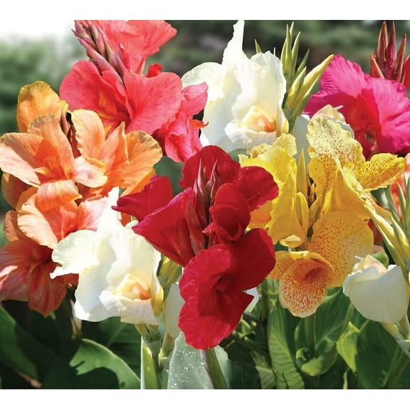 Mixed Tall Canna Lily Value Bag - 6 Bulbs/pkg - Assorted Canna Lilies Red, Yellow, Pink