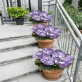 thumbnail image 4 of Morttic 2PCS Artificial Geraniums Faux Flowers Light Purple Geraniums Silk Flowers Outdoor Artificial Geranium Bush for Floral Home Decor Indoor Garden Patio Grave Cemetary Vase Table Centerpiece, 4 of 6