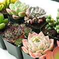 thumbnail image 2 of 10PCS Assorted Live Succulents Plants with 2''Pot, Starters, Garden Lovers, DIY Projects, Wedding Favors, 2 of 7