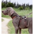 thumbnail image 4 of TRUELOVE Pet Best Double H Trail Runner No-Pull Dog Harness 3M Reflective with Premium Material Small Medium Large Dogs YH1804 ShopWise Round, 4 of 11