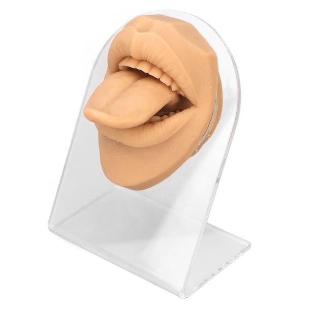 Modelo de lengua humana de silicona suave, realista, acrílico, soporte, modelo de boca para exhibición de joyas, color piel.