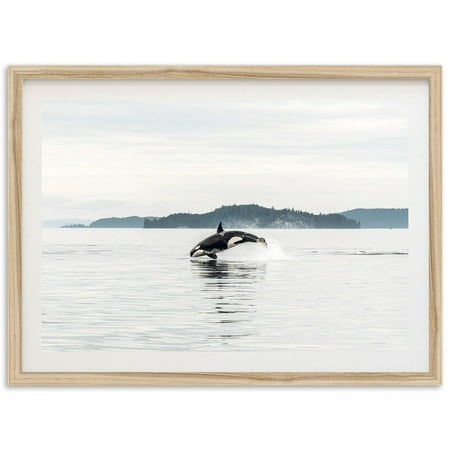 Fine Art Ocean Photography Print - Orca Whale Wildlife Beach House Wall Decor Wall Art, Modern Wall Decor, 8x12 UNFRAMED