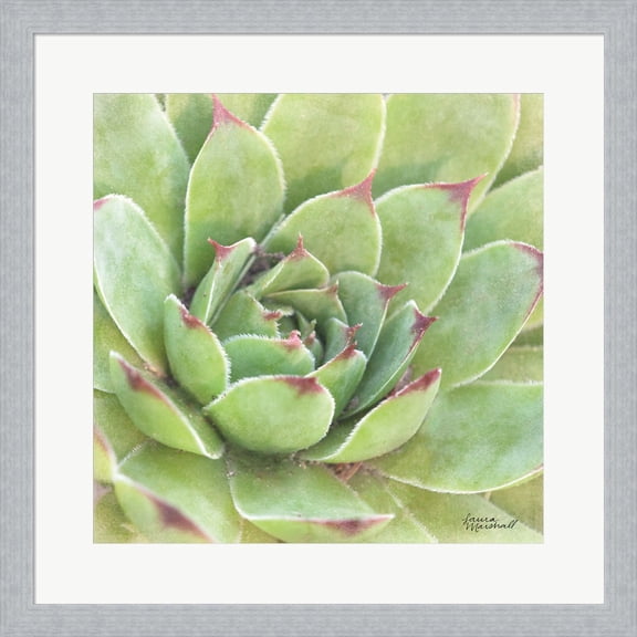 Garden Succulents IV Color by Laura Marshall, Framed Wall Art, 19.5W x 19.5H