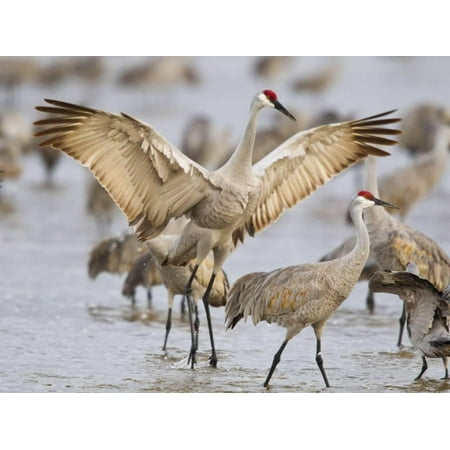 Nebraska Sandhill Crane - Sandhill Cranes Dancing on the Platte River Near Kearney, Nebraska, USA Print Wall Art By Chuck Haney