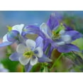 thumbnail image 2 of Fitzharris, Tim 18x15 White Modern Wood Framed Museum Art Print Titled - Rocky Mountain Columbine II, 2 of 4
