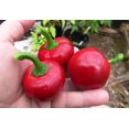thumbnail image 4 of GSDWIUEW Graines Piment Fort Cerise Rond Rouge Légume d'Héritage pour la Plantation, 4 of 8