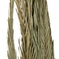 thumbnail image 4 of 61" Tall Palm Leaf Natural Foliage Bouquet with Grass, by DecMode, 4 of 9