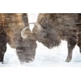 thumbnail image 2 of Allen, Kimberly 24x17 Gold Ornate Wood Framed with Double Matting Museum Art Print Titled - Bison Two, 2 of 4