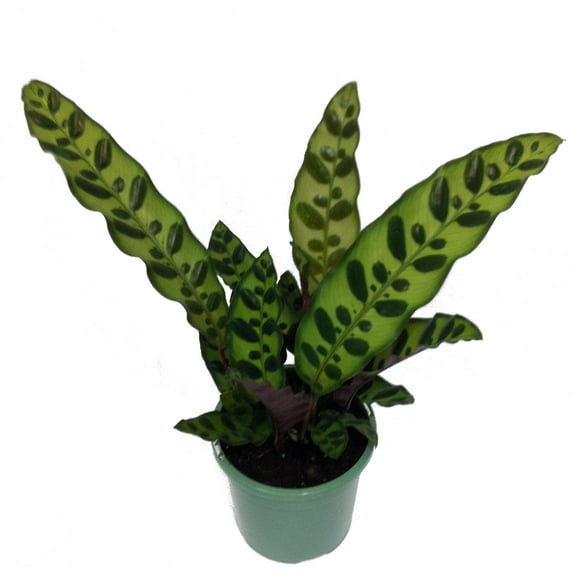 Rattlesnake Plant - Calathea lancifolia - Easy House Plant - 4" Pot