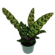Rattlesnake Plant - Calathea lancifolia - Easy House Plant - 4" Pot