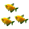 GloFish® White Skirt Tetra Add-On 3ct Live Assortments