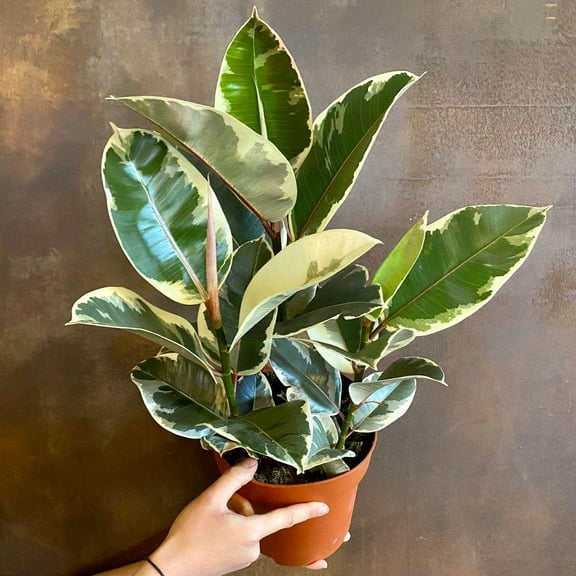 RedCrocus Tineke Rubber Tree-Variegated Indoor Plant-Easy Care  6" Pot