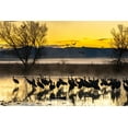 thumbnail image 2 of Jaynes Gallery 14x11 White Modern Wood Framed Museum Art Print Titled - USA-New Mexico-Bernardo Wildlife Management Area-Sandhill cranes in water on foggy sunrise, 2 of 4