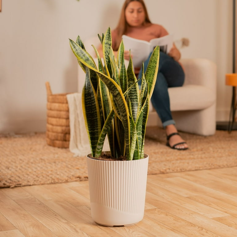 backside works. 鑼木結羅 鉢 2個セット backside works. 鑼木結羅 鉢