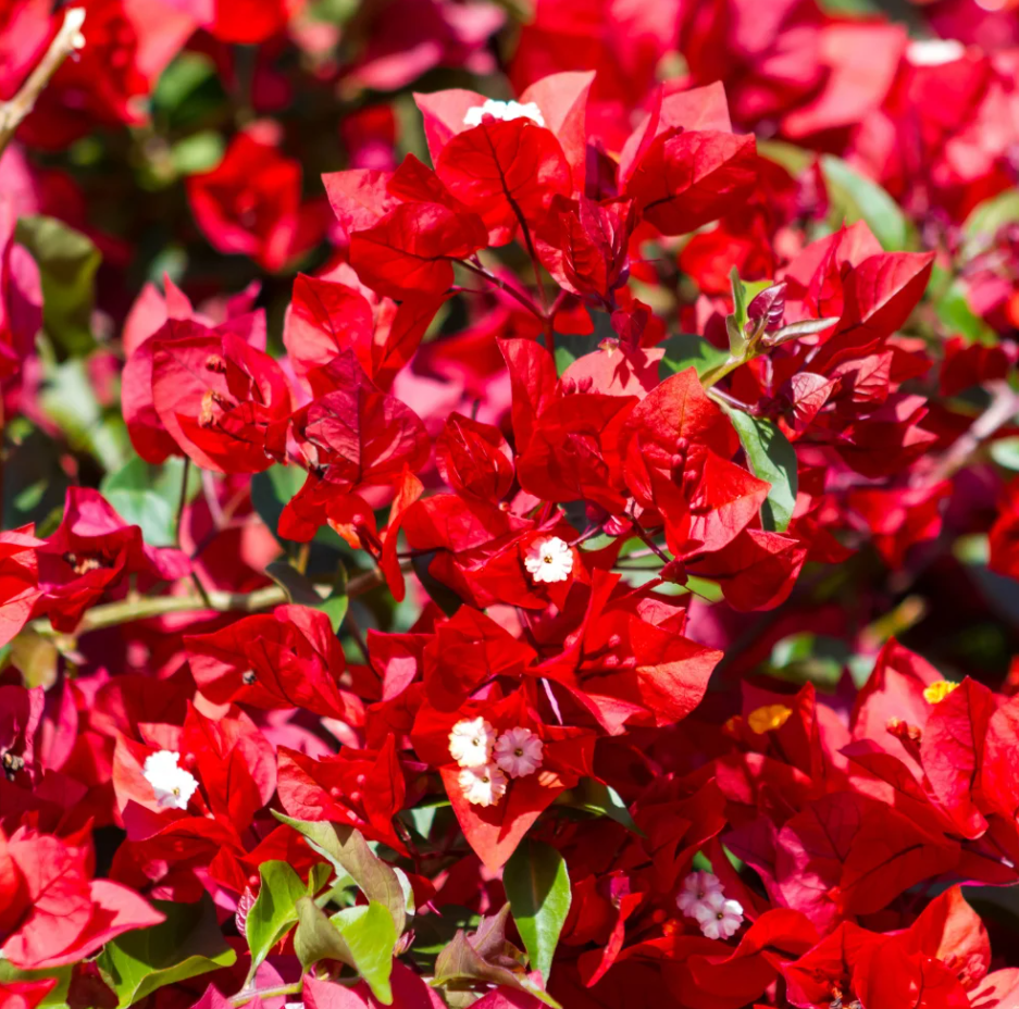 Red Bougainvillea Plant Live for Planting, Ornamental Flower Plant for Outdoor 6 to 8 Inch Tall