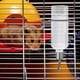 thumbnail image 3 of POPETPOP 2 dispensadores de botellas de agua colgantes para mascotas, alimentadores de agua para conejos, chinchillas, cobayas, 3 of 5