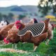 thumbnail image 4 of YSNOOWE 1Ud Delantal Para Gallinas Negro Protector De Plumas Durante Y Apareamiento, 4 of 6