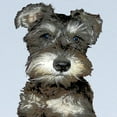 thumbnail image 2 of CafePress - Miniature Schnauzer Long Sleeve Infant T Shirt - Long Sleeve Infant T-Shirt, 2 of 2