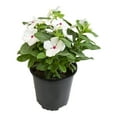 thumbnail image 3 of Expert Gardener White Vinca Live Plant|2.5 QT Grow Pot| Full Sun to Partial Shade, 3 of 8