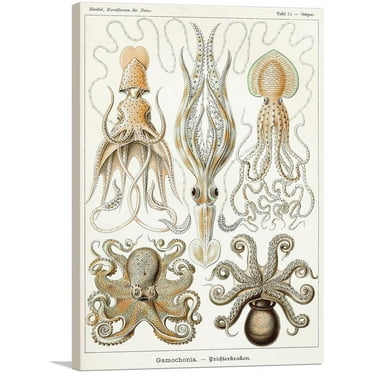 ARTCANVAS Cephalopods Squid Octopus 1899 Canvas Art Print by Ernst Haeckel - Size: 26" x 18" (0.75" Deep)