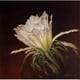 Affiche de Sun Kissed Bloom Imprimée par Diane Weaver - 10 x 10 – image 1 sur 1