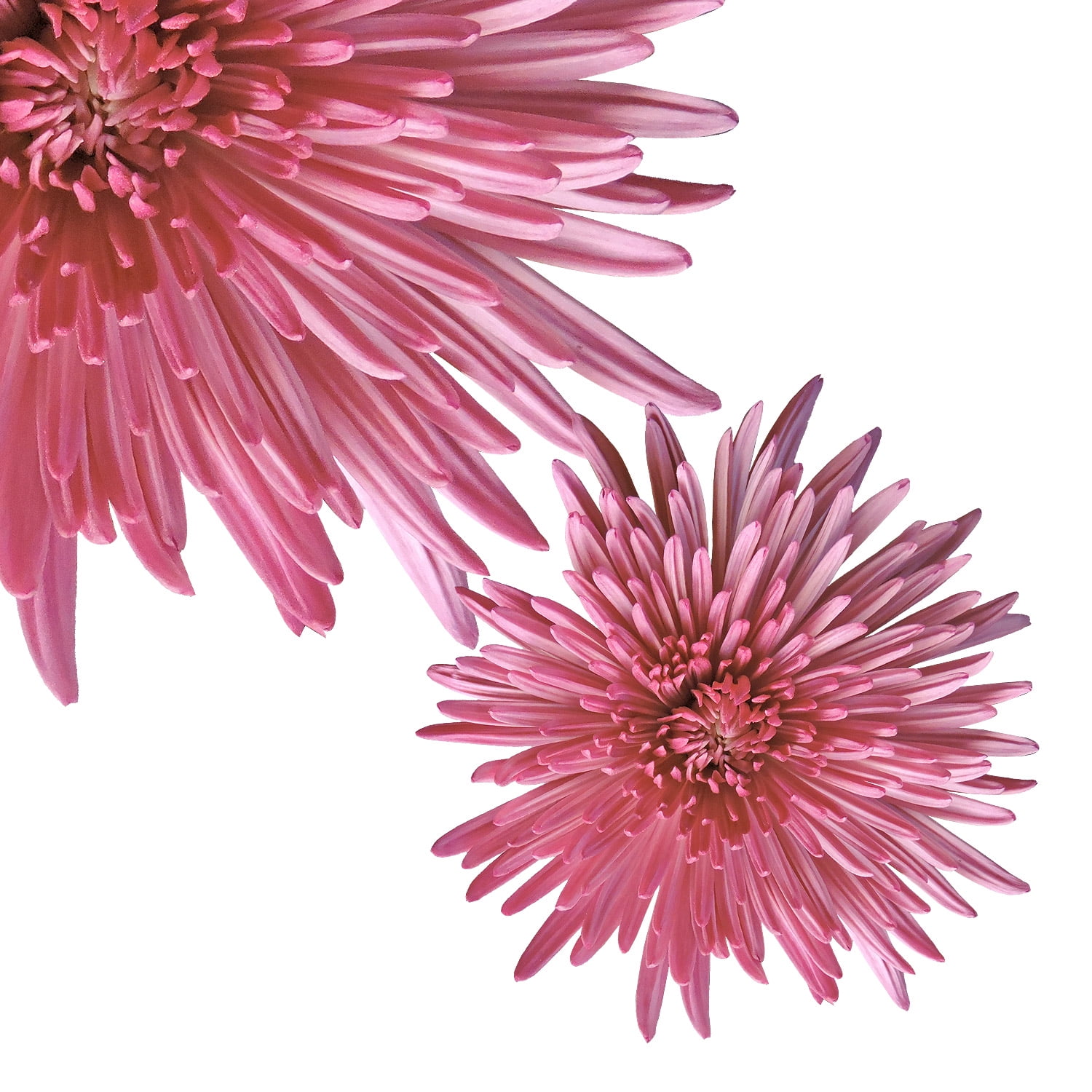 Natural Fresh Flowers Pink Spider Mums, 50 Stems