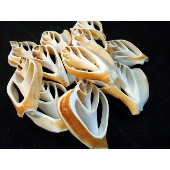 Set of 24 Center Cut Canarium Shells (2") Beach Crafts Coastal Cottage Decor Nautical Art Ornament Making Aquarium Deco