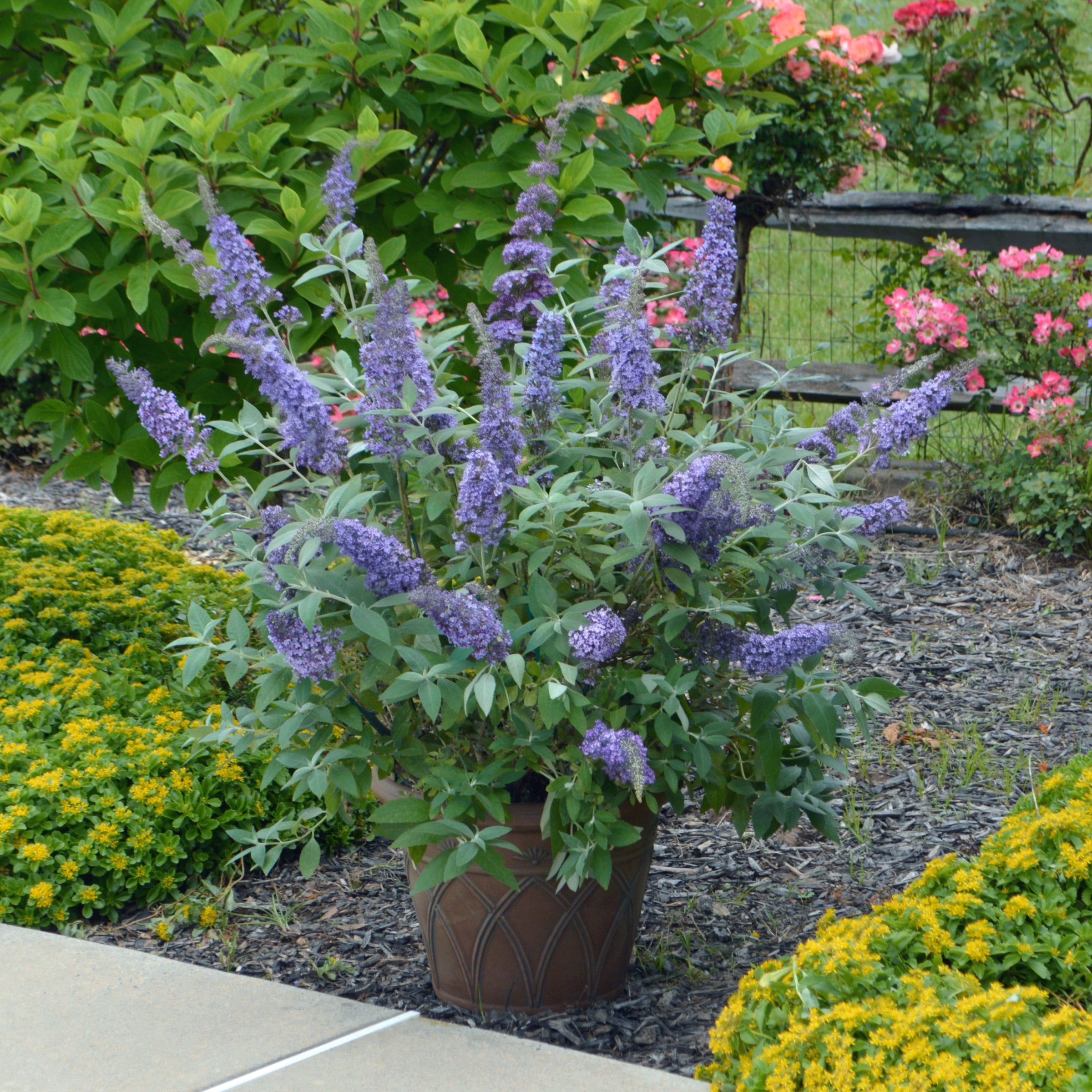 National Plant Network 3.25 in. Buddleia Sky Blue Buzz (16-Pack)
