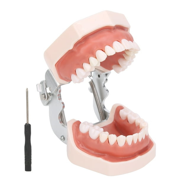 Modèle de dent dentaire pour l'enseignement du matériel dentaire Outils  dentaires