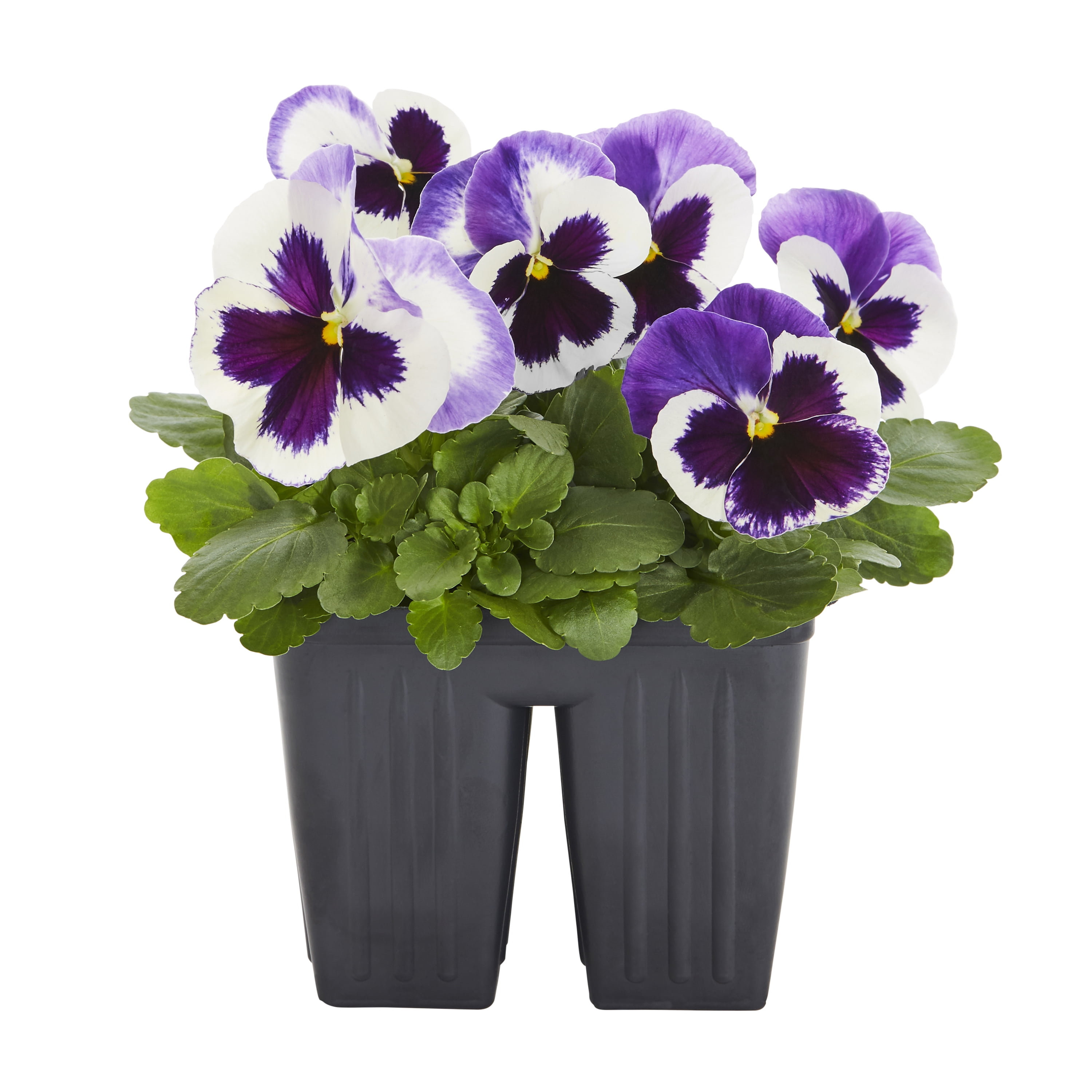 Expert Gardener PT Multicolor Pansy Live Plant Grower Pot Sun (4 Pack)