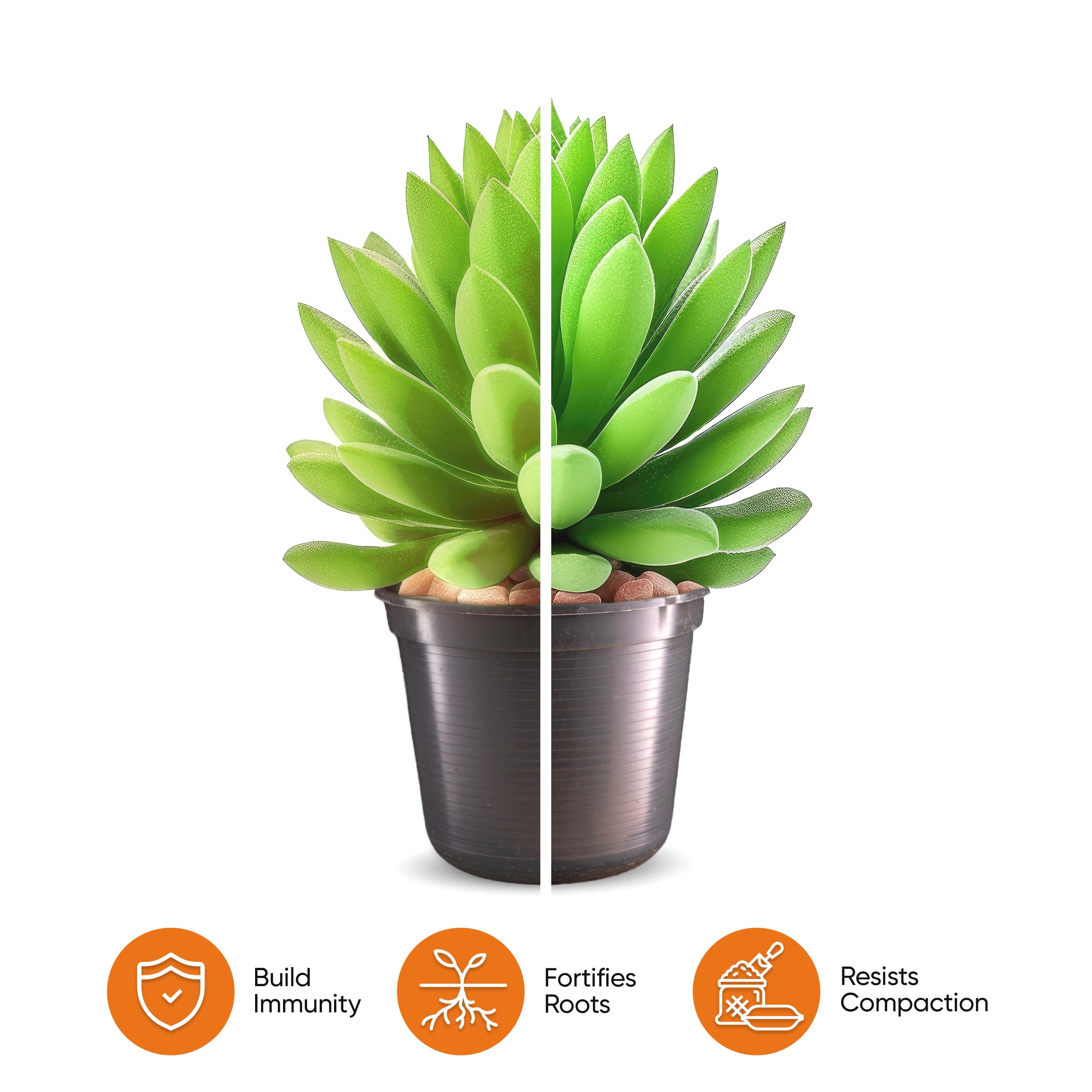 VERYPLANTS Molly's Succulent Mix Soil, 3 Dry qt