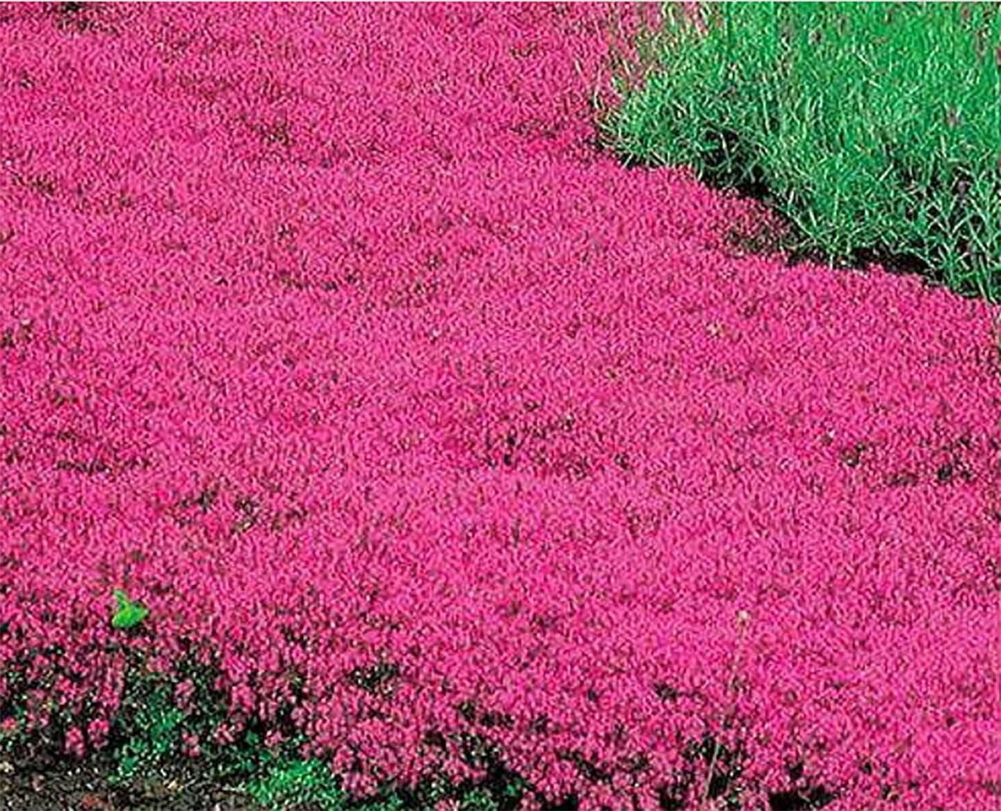 Creeping Thyme RED Groundcover Perennial Low HERB Fragrant USA NonGMO