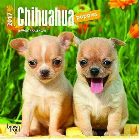 puppies el paso pin chihuahua puppies el paso animals tiny puppy pictures on puppies el paso pin chihuahua puppies el paso animals tiny puppy pictures on