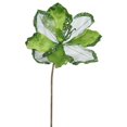 thumbnail image 1 of Lime Amaryllis Tige de Fleur&44; 20 & 9 Po., 1 of 1