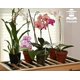 thumbnail image 5 of Mezcla para macetas de orquídeas Yuxing 2 cuartos de galón receta prémium, 5 of 5